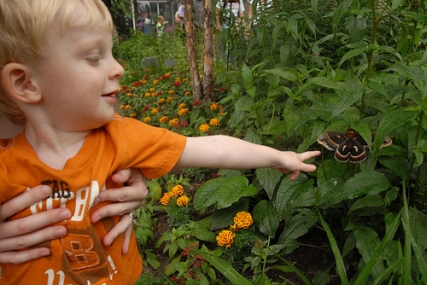 Mathias Attacking Butterflies at the Minnesota Zoo